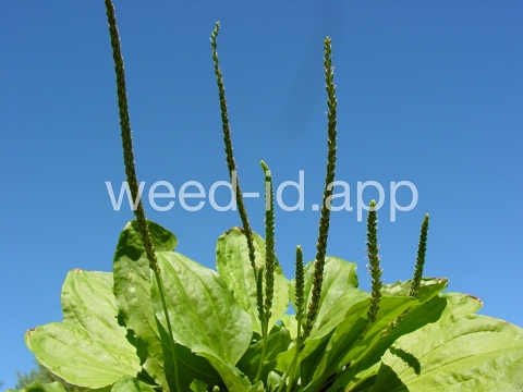 plantain, blackseed